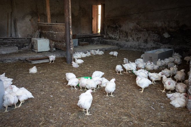 Řada českých chovatelů drůbeže je ve ztrátě, snižuje se výkupní cena kuřat