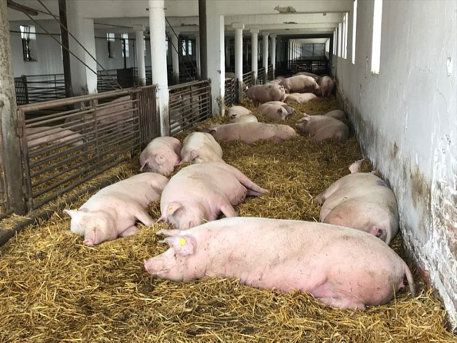 Někteří chovatelé prasat skončí kvůli povinnosti oplotit areály