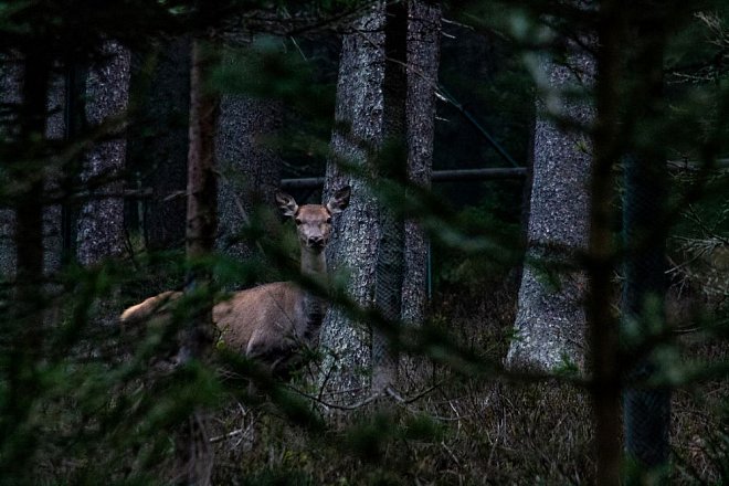 Aktuální rozsah podpor lesního hospodářství a myslivosti