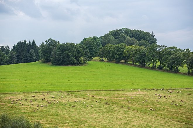 Možnost mimořádného příkrmu na druhově bohatých pastvinách z důvodu sucha