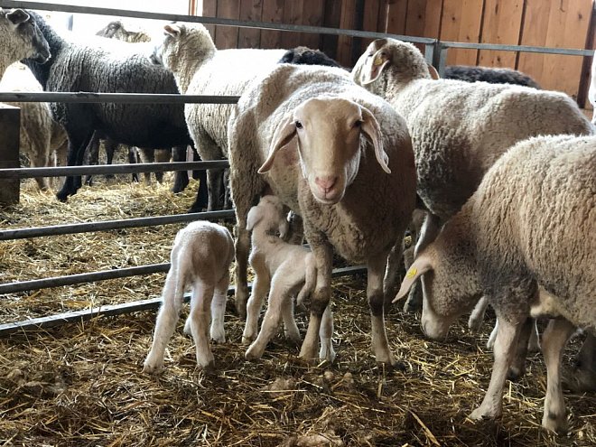 Veterinární dozor v období nouzového stavu