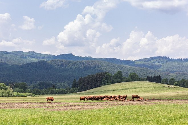 Dotace na zalesňování zemědělské půdy