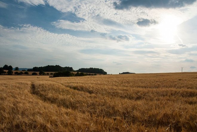 Obilí se podle prvního odhadu ČSÚ sklidí podobně jako loni, řepky bude víc