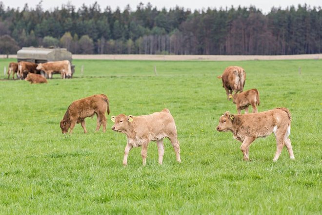 SZIF začal vydávat rozhodnutí na Podpory příjmu vázané na produkci (CIS)