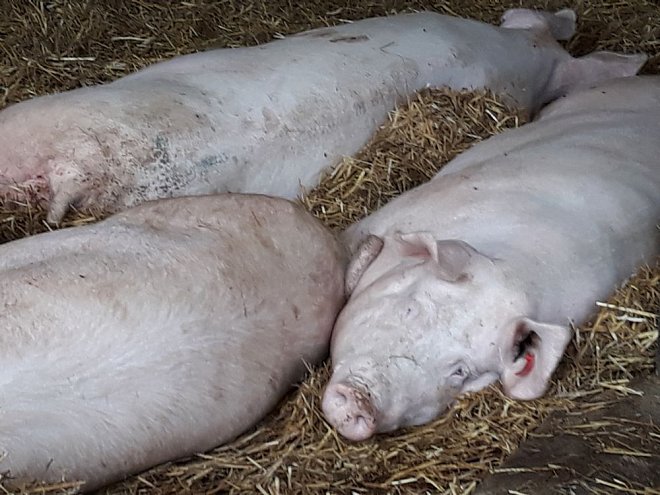 Chovy prasat, krav a drůbeže jsou ztrátové, budou se omezovat