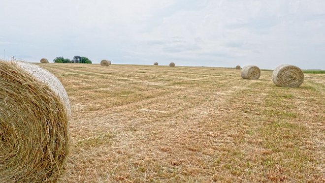 V jižních Čechách skončily žně, výnosy jsou lepší průměr, problém je s odbytem