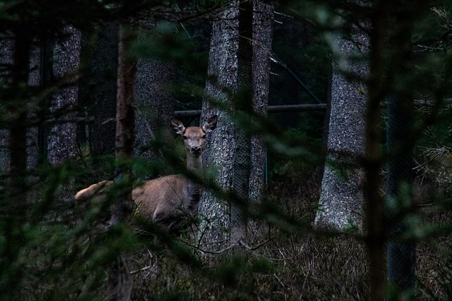 Vyšší odborné myslivecké zkoušky 2019