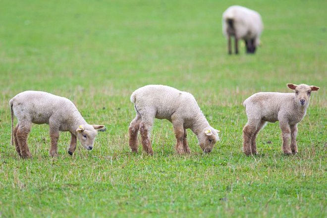 Jihočeští farmáři by přivítali účinnější ochranu ovcí před vlky