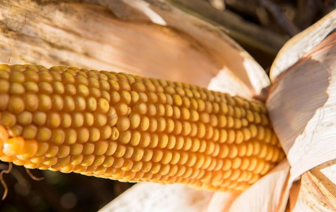 Jihočeští zemědělci sklízí kukuřici na siláž, řada z nich čeká ztrátu