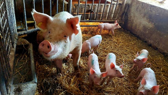 Chov prasat v Česku podle Agrární komory upadá kvůli nízkým výkupním cenám