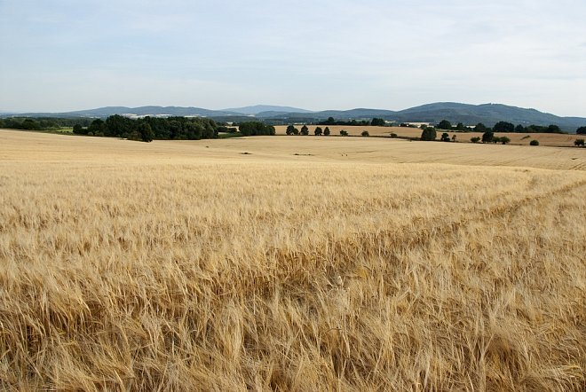 Letošní žně začaly v jižních Čechách na jaře.