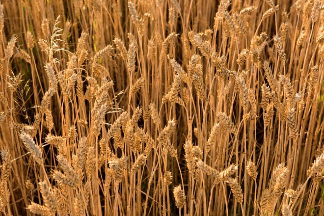 Červencové ceny pšenice byly o 35 procent meziročně nižší