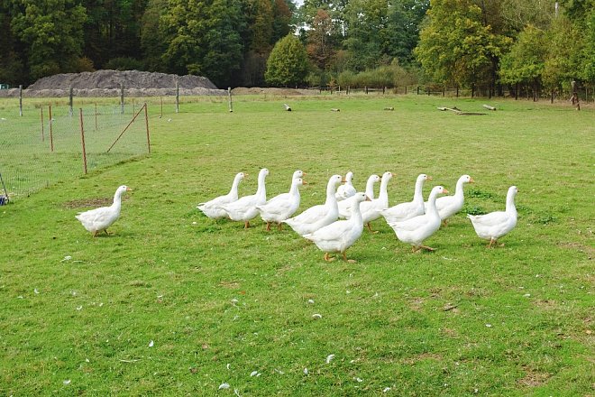 Jihočeští veterináři zrušili 10 z 11 ohnisek ptačí chřipky