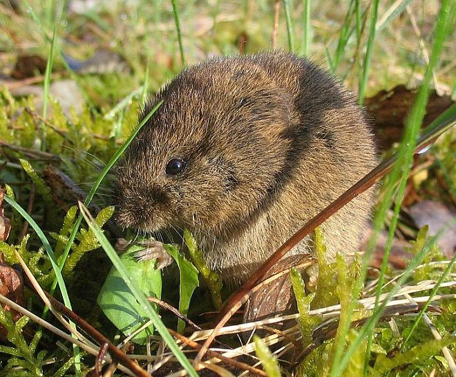 Zemědělci budou moci aplikovat přípravky proti škůdcům z dronů