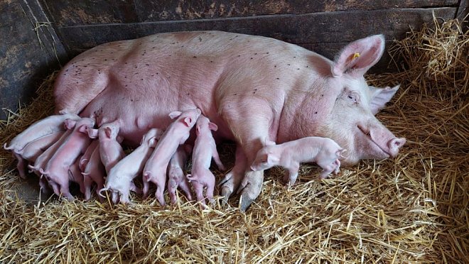 V Česku po roce a tři čtvrtě klesla výroba masa, meziročně o 1,5 procenta